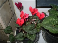 8675357b-Picture 1083.jpg